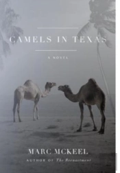 Camels In Texas