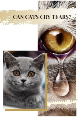 Bertrand.pt - Can Cats Cry Tears?