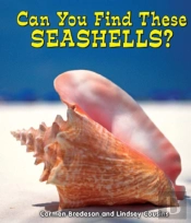 Can You Find These Seashells?