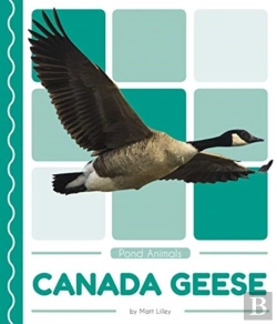Bertrand.pt - Canada Geese