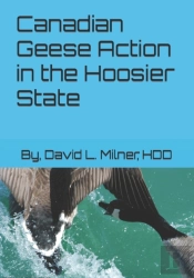 Canadian Geese Action In The Hoosier State