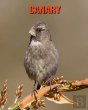 Canary