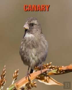 Bertrand.pt - Canary