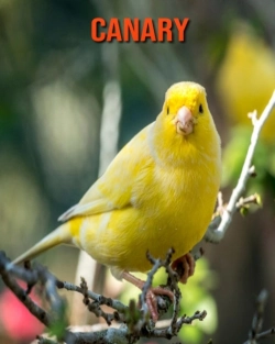 Bertrand.pt - Canary