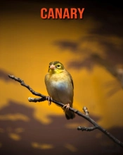 Canary