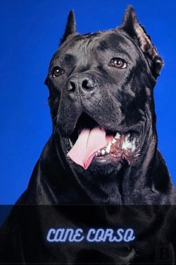 Bertrand.pt - Cane Corso