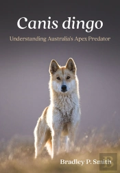 Canis Dingo