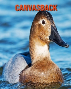 Bertrand.pt - Canvasback