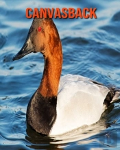 Canvasback