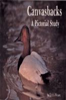 Canvasbacks