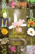 Cape Cod Wildflowers