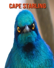 Cape Starling