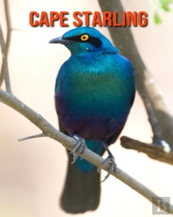 Bertrand.pt - Cape Starling