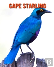 Cape Starling