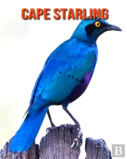 Bertrand.pt - Cape Starling