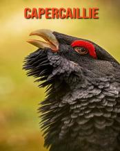 Capercaillie