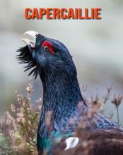 Capercaillie