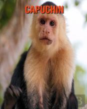 Capuchin