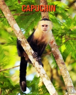 Bertrand.pt - Capuchin