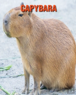 Bertrand.pt - Capybara