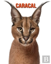 Caracal