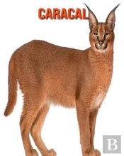 Caracal