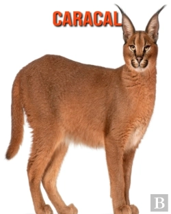 Bertrand.pt - Caracal