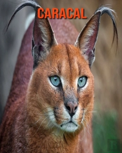 Bertrand.pt - Caracal