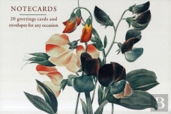 Bertrand.pt - Card Box Of 20 Notecards And Envelopes: Sweetpea