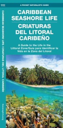 Bertrand.pt - Caribbean Seashore Life / Criaturas Del Litoral Caribeno