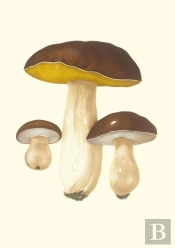 Carnet : Champignons Comestibles Et Vénéneux