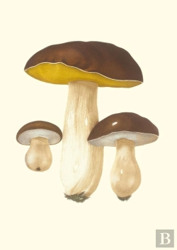Bertrand.pt - Carnet : Champignons Comestibles Et Vénéneux