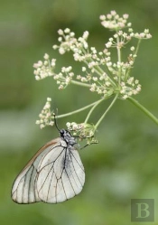 Carnet De Photographes - Macrophotographie