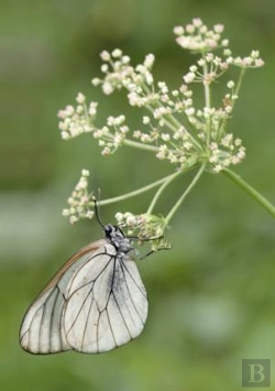 Bertrand.pt - Carnet De Photographes - Macrophotographie