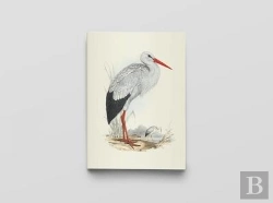 Bertrand.pt - Carnet Notes & Lecture Bnf : Oiseaux D'Europe