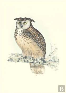 Bertrand.pt - Carnet Notes & Lecture - Oiseaux De L Himalaya