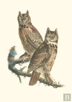 Bertrand.pt - Carnet - Oiseaux D'Amerique