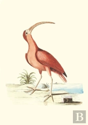 Carnet : Recueil De Divers Oiseaux