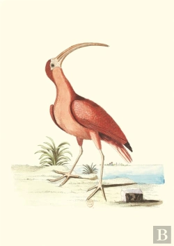 Bertrand.pt - Carnet : Recueil De Divers Oiseaux