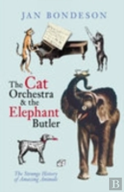 Bertrand.pt - Cat Orchestra And The Elephant Butler