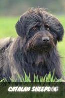 Catalan Sheepdog