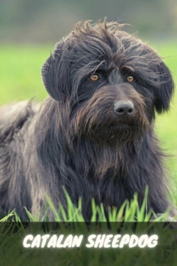 Bertrand.pt - Catalan Sheepdog