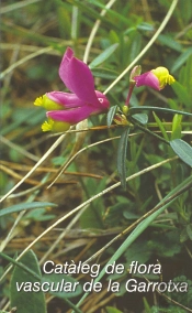 Cataleg De Flora Vascular De La Garrotxa, El