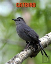 Catbird
