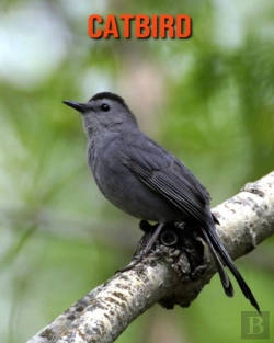 Bertrand.pt - Catbird