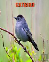 Catbird