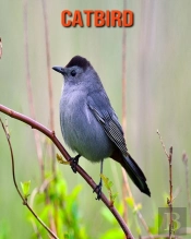 Catbird
