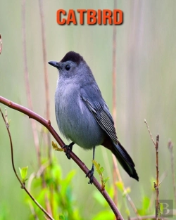 Bertrand.pt - Catbird