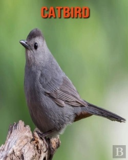 Bertrand.pt - Catbird