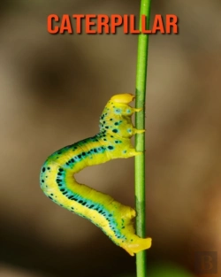 Bertrand.pt - Caterpillar
